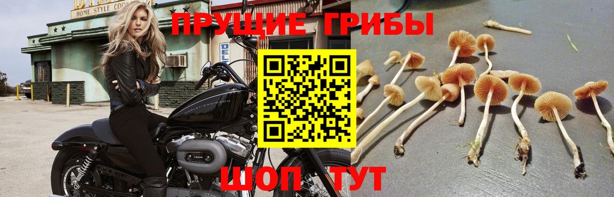 Ачхой-Мартан  Галлюциногенные грибы ЛСД  Вход с VPN 